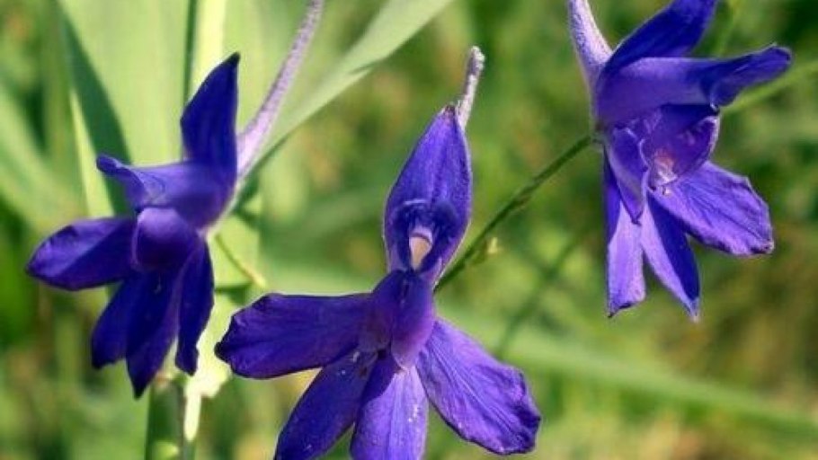 Живокость сетчатоплодная