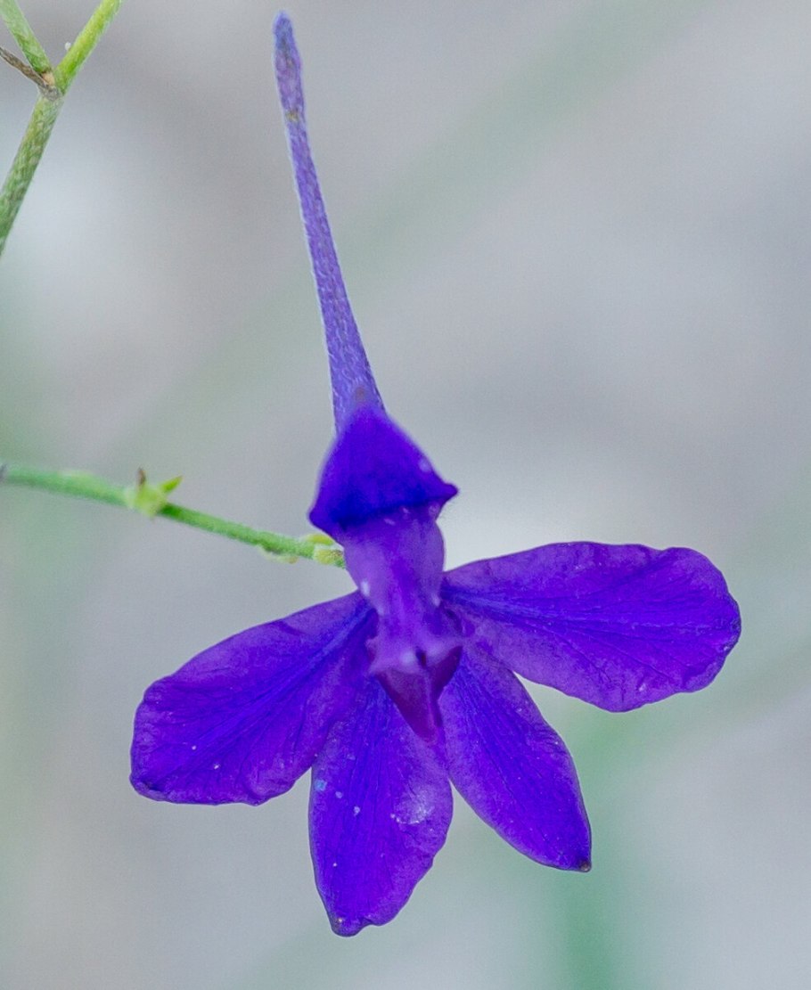 Шпорник, живокость, Сокирки