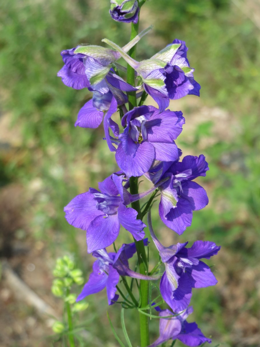 Сокирки цветы consolida regalis