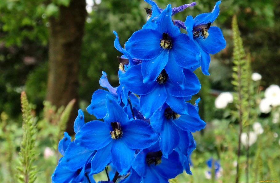 Дельфиниум акварелью на белом фоне