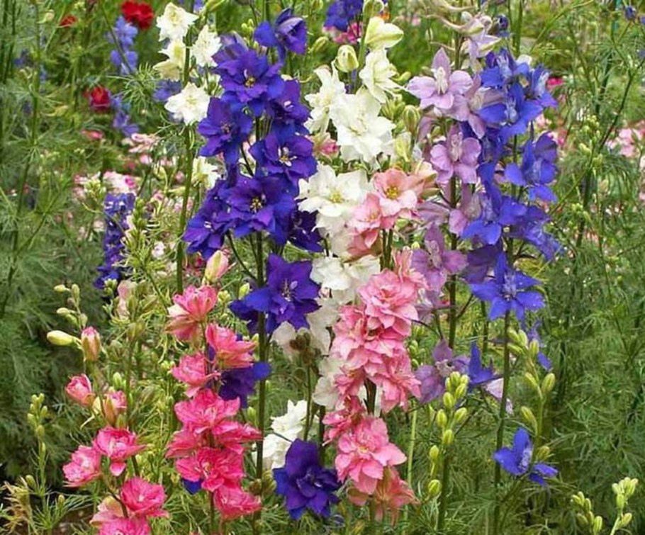 Дельфиниум Гвардиан Лавендер