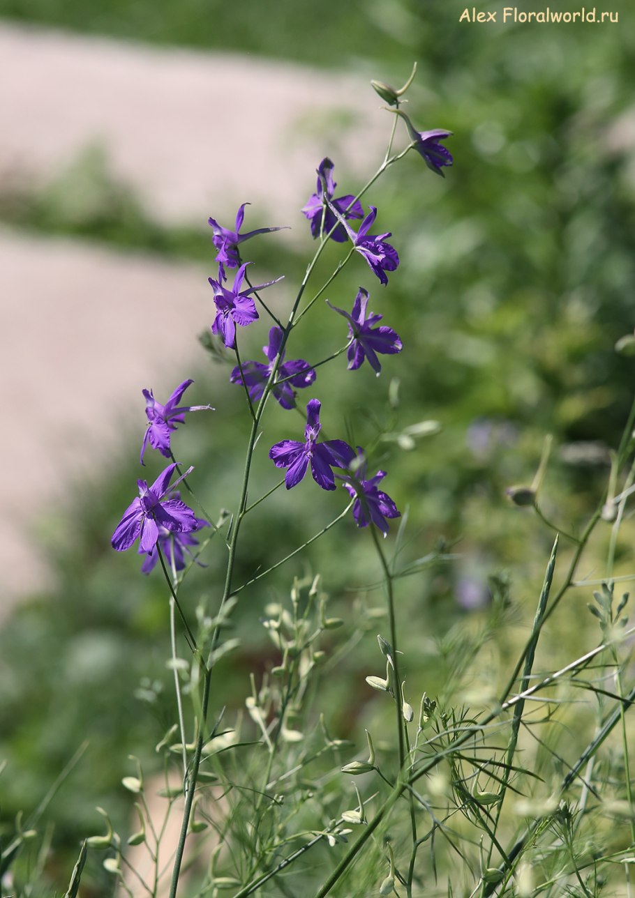 Delphinium schmalhausenii