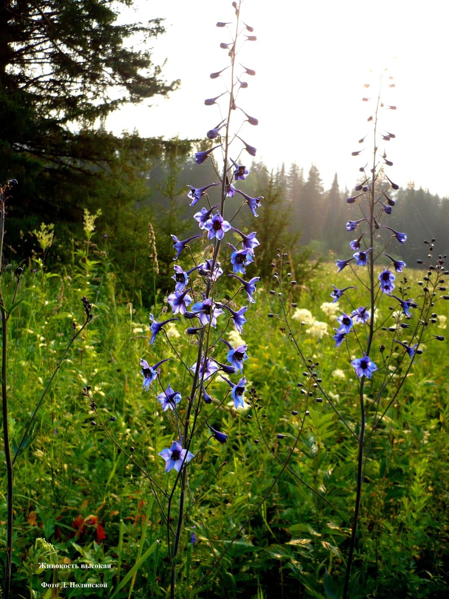 Дельфиниум живокость Ларкспур