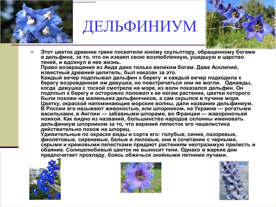 Дельфиниум Блю Лейси