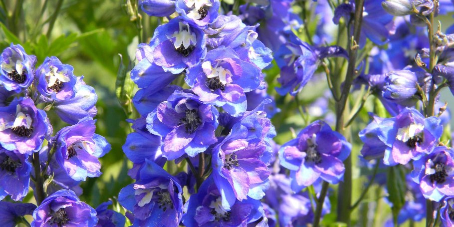 Дельфиниум сортовой махровый