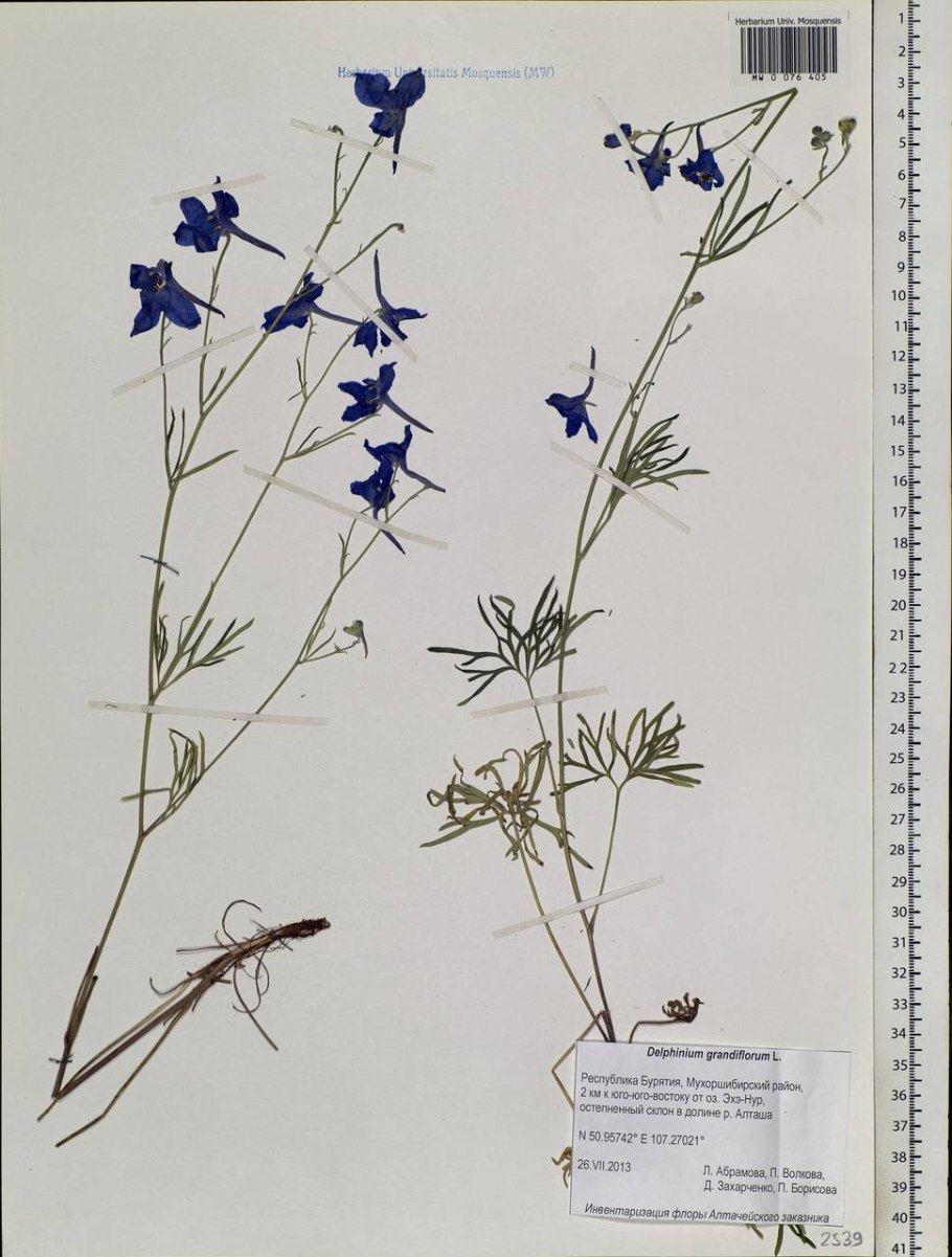 Живокость Маака (Лютиковые)