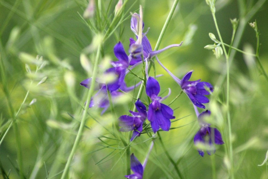 Дельфиниум Фолькефрайден