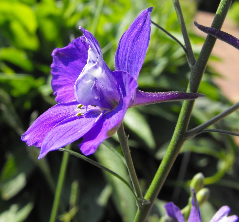 Дельфиниум Аякса Ларкспур