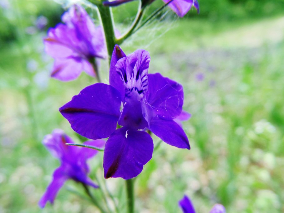 Живокость Восточная Delphinium orientale