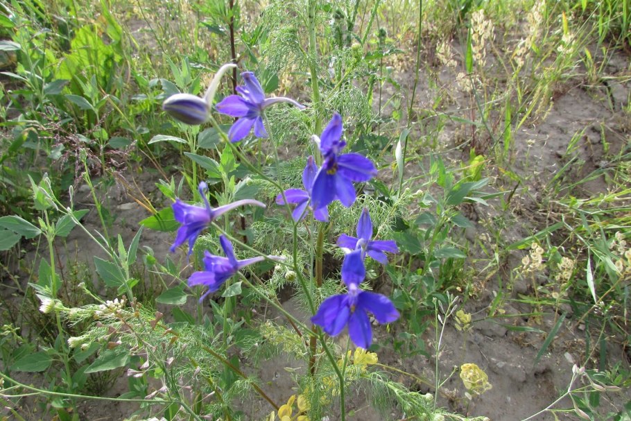 Дельфиниум высокий элмеммел