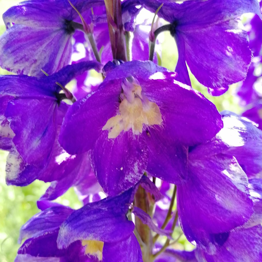 Живокость Полевая всходы