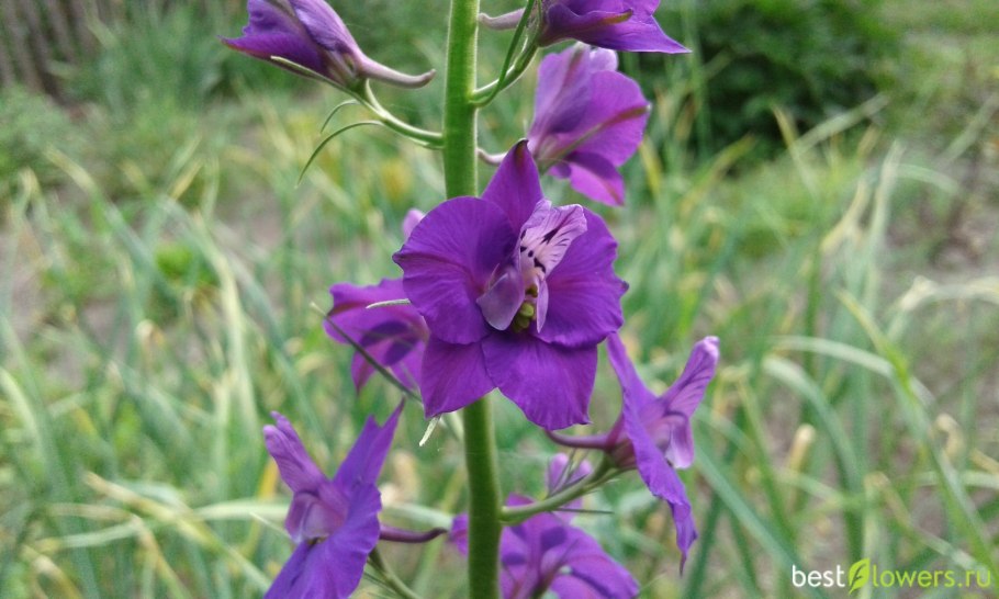 Живокост полевой цветок