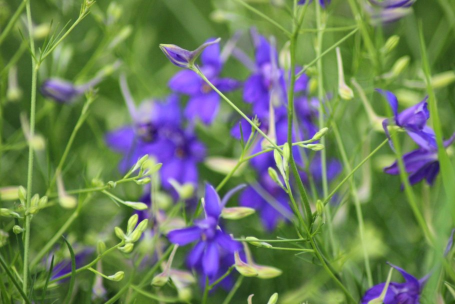 Дельфиниум Агенвэйд