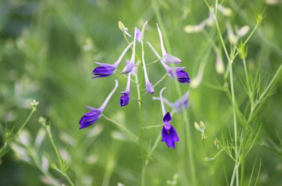 Живокость Полевая ботаника