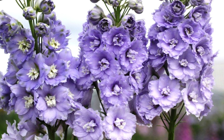Circle Larkspur PNG