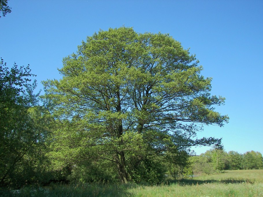 Alnus glutinosa (ольха европейская)