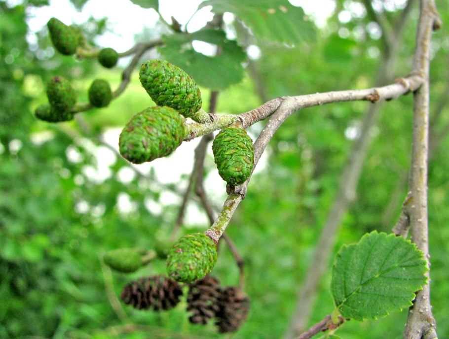 Ольха серая Alnus incana
