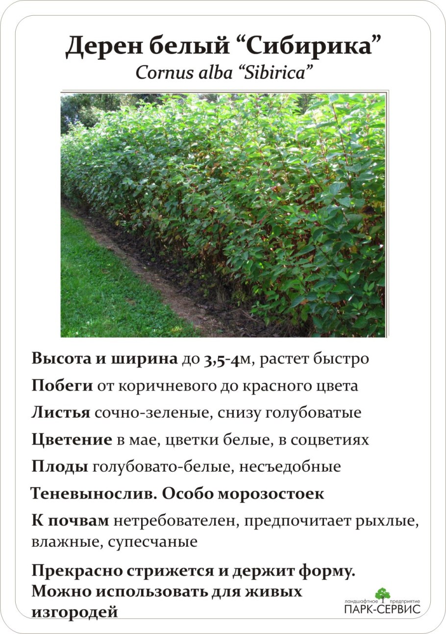 Обрезка барбариса Тунберга осенью