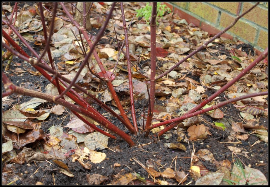 Болезни дерена белого