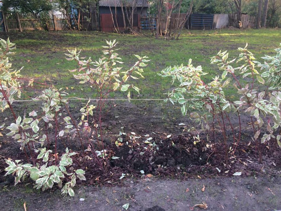 Кража куста