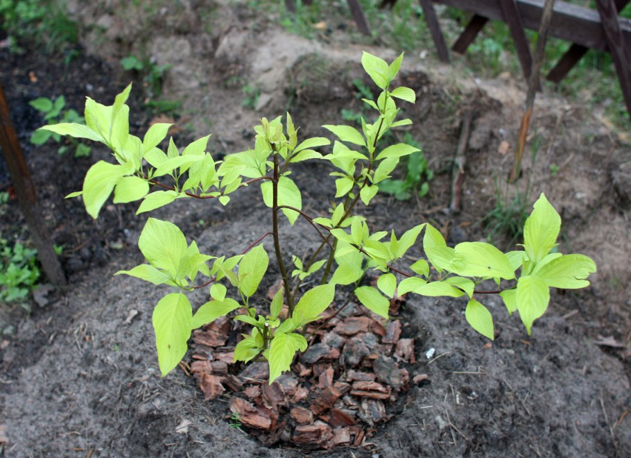 Дерен Элегантиссима в ландшафтном