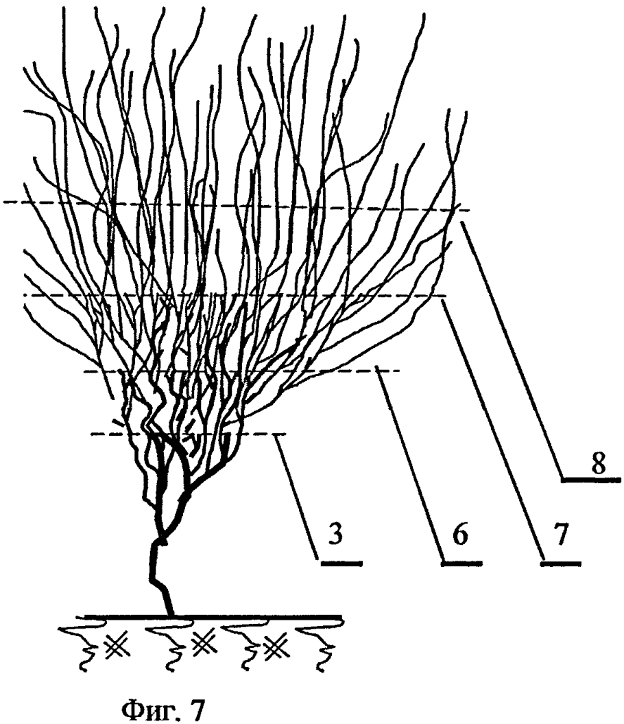 Дерен формировка кроны