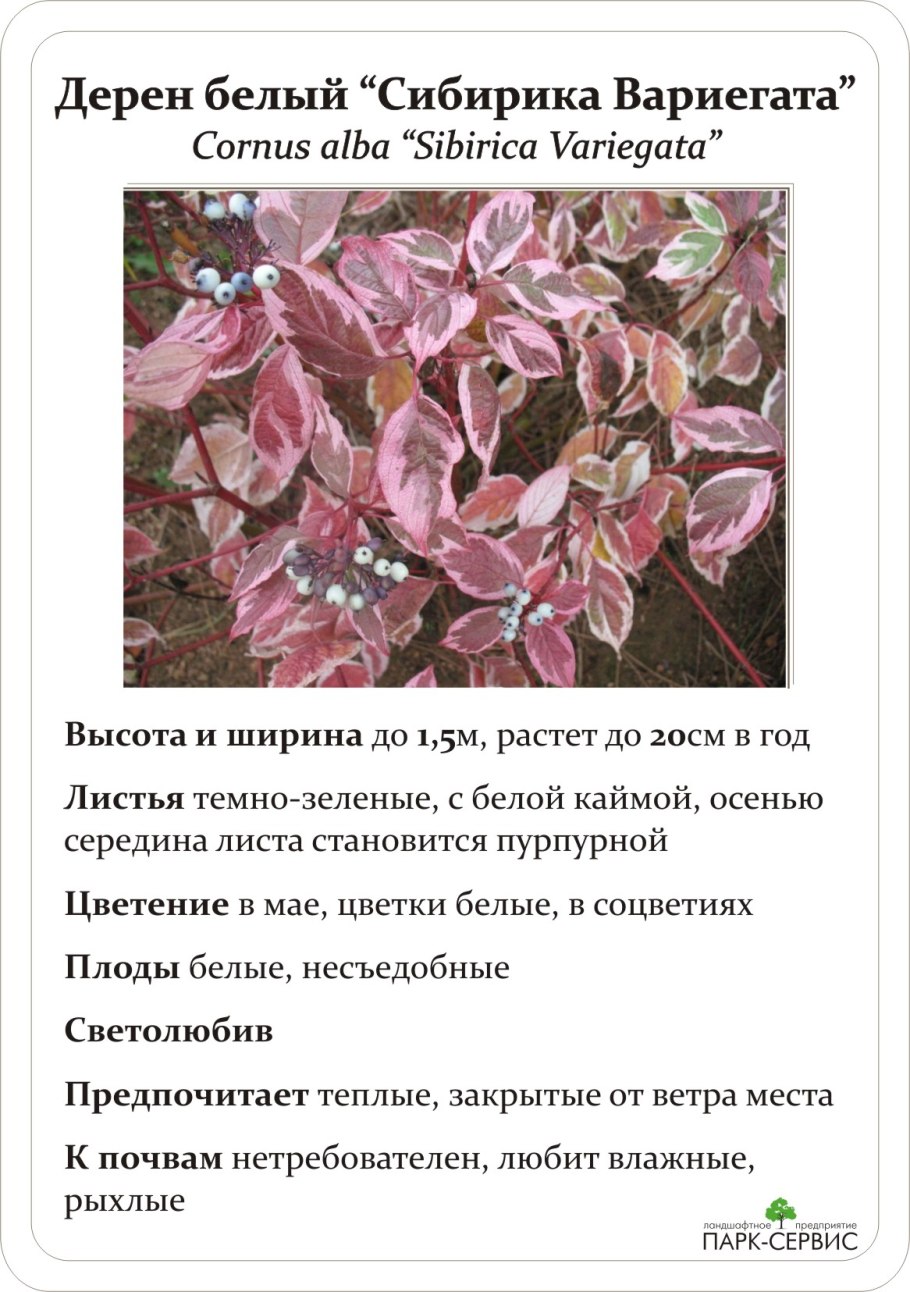 Обрезка чубушника схема