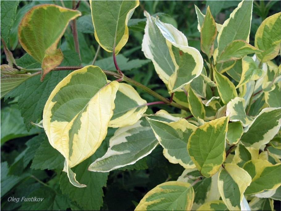 Дерен белый подстрижка кустов