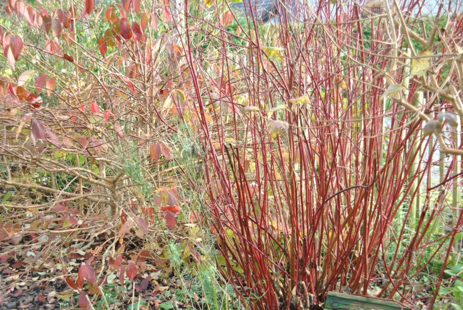 Cornus sanguinea - кизил