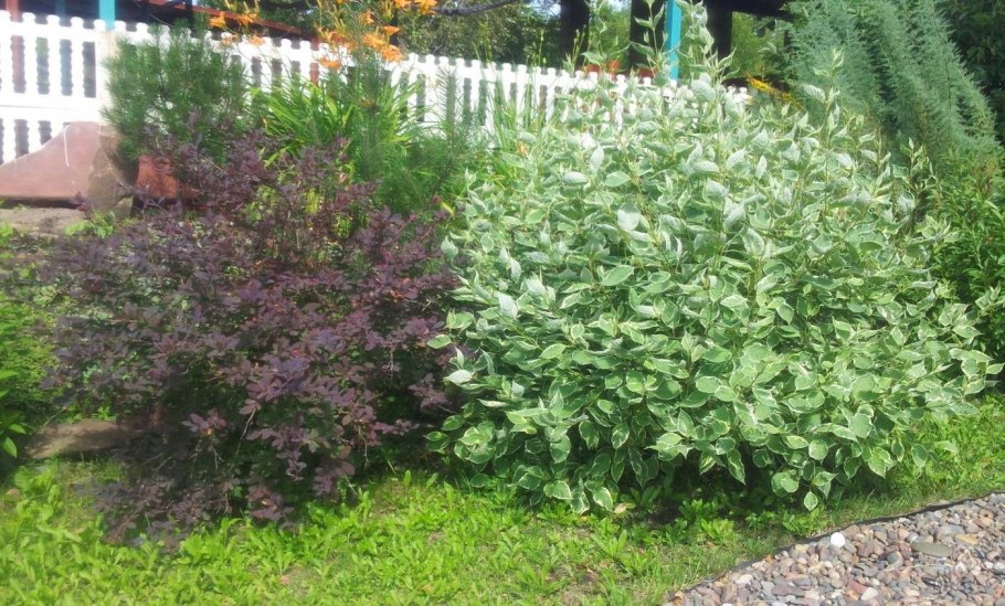 Ива Хакуро нишики в миксбордере