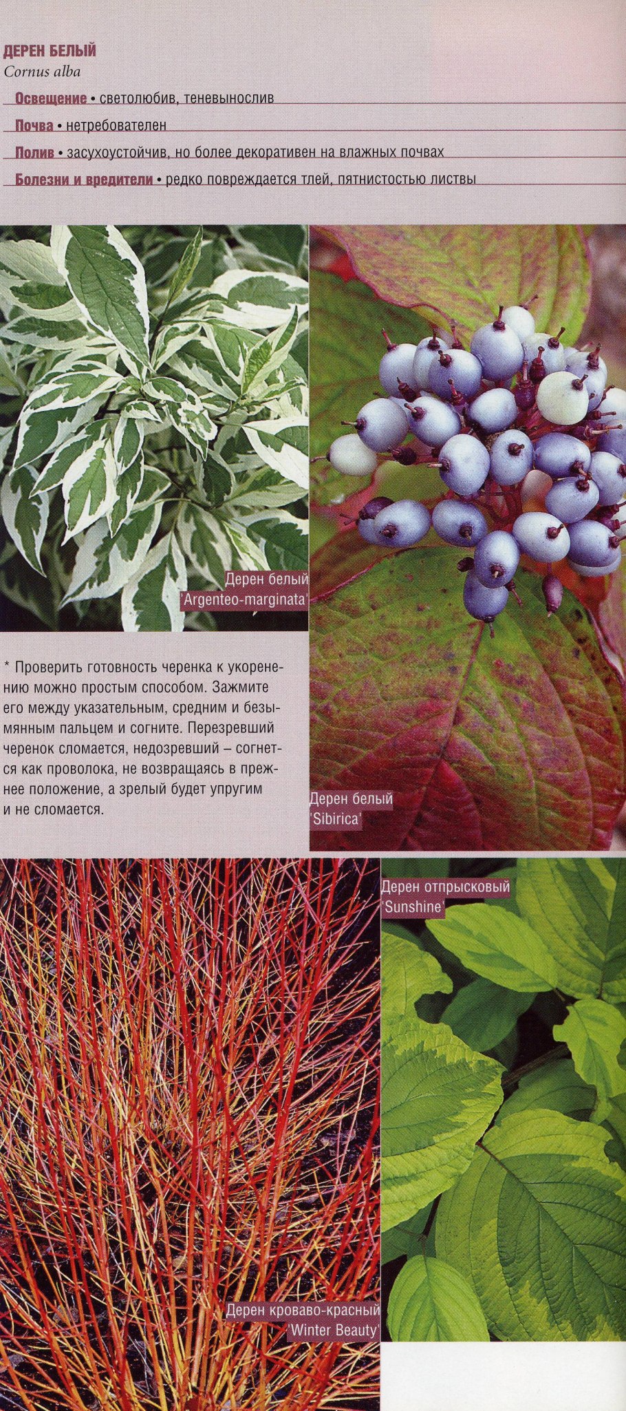 Дерен белый Элегантиссима плоды