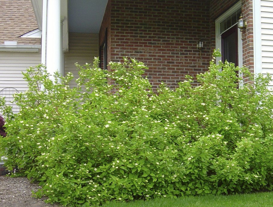 Дерен Элегантиссима саженец