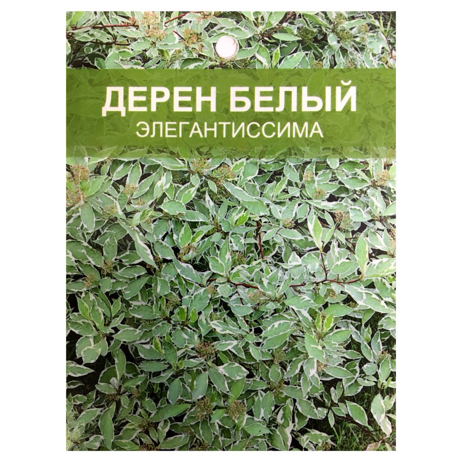 Дерен Элегантиссима саженец