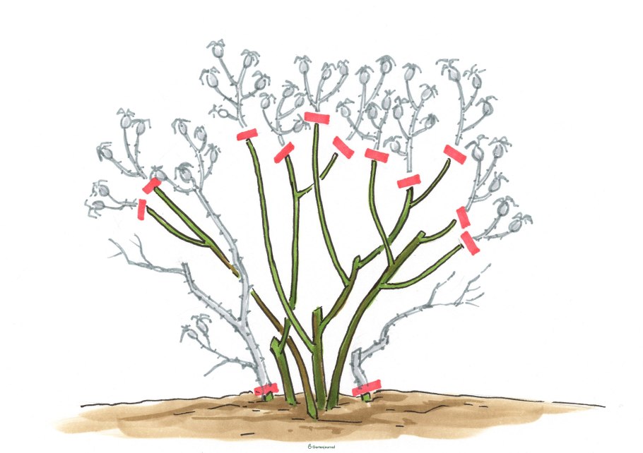 Дерен белый высота и диаметр кроны