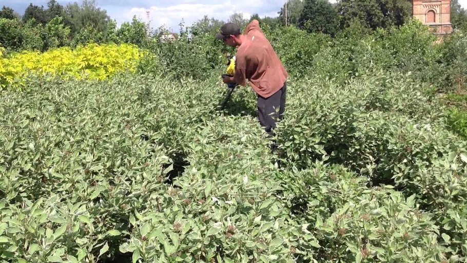 Дерен белый подстрижка кустов