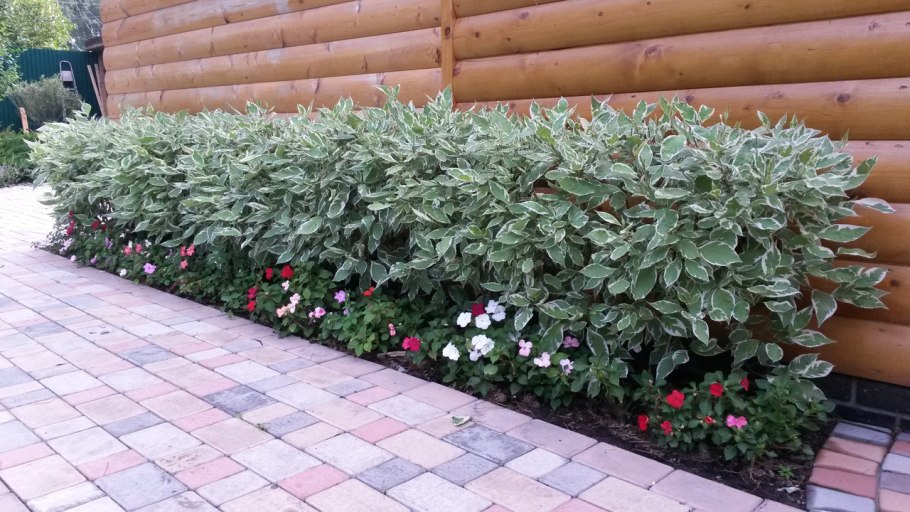 Дерен Корнус Альба ранней весной