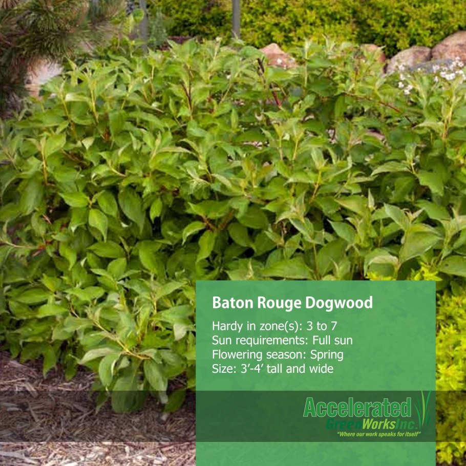 Дерен белый саженец