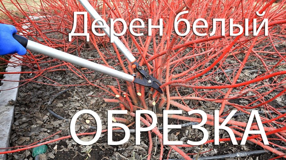 Сныть обыкновенная Вариегата