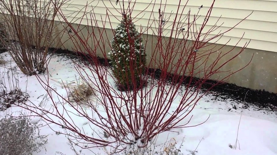 Корнус Альба Элегантиссима