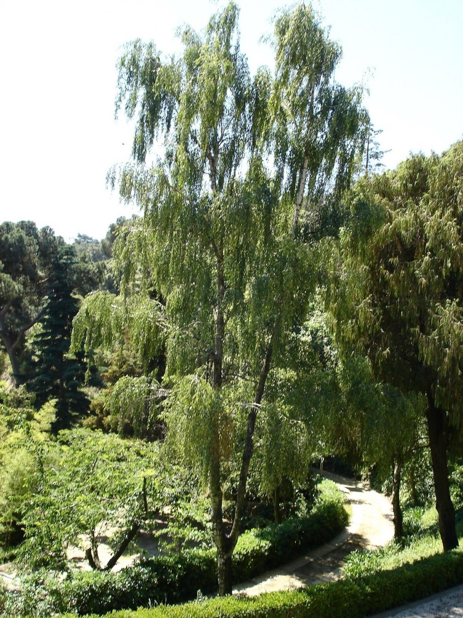 Береза повислая (бородавчатая)