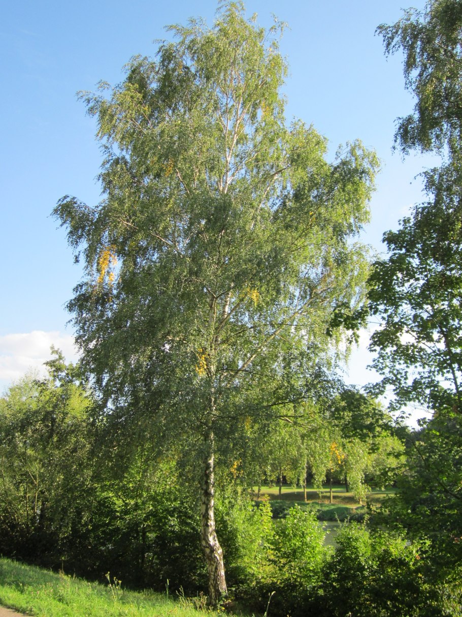 Береза повислая crispa