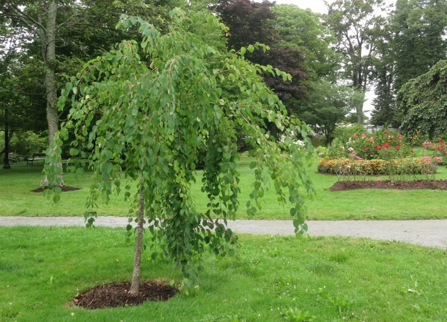 Береза повислая Юнги Betula pendula Youngii