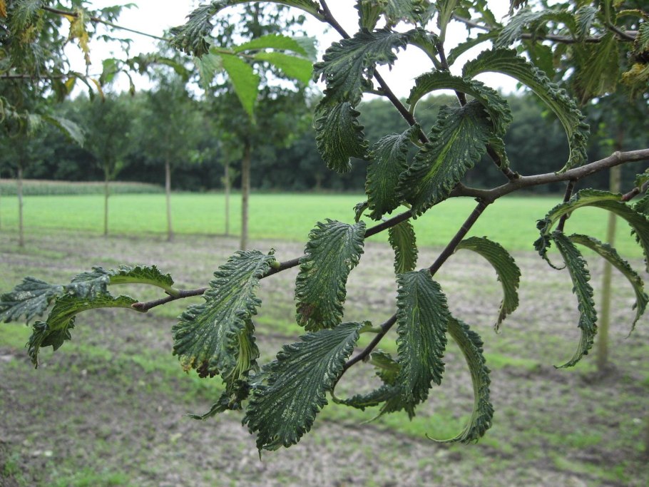 Ива повислая на штамбе