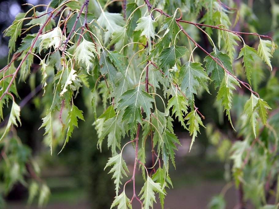 Берёза бородавчатая (Betula verrucosa)