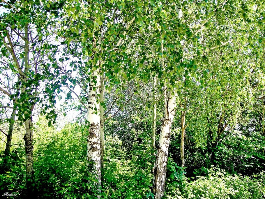 Береза Betula pendula