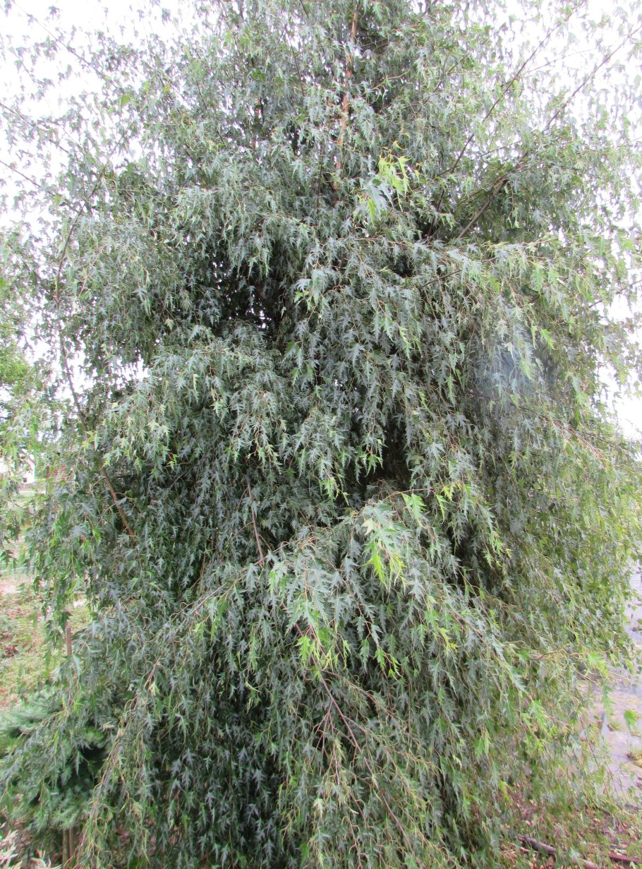 Береза повислая Betula pendula Dalecarlica