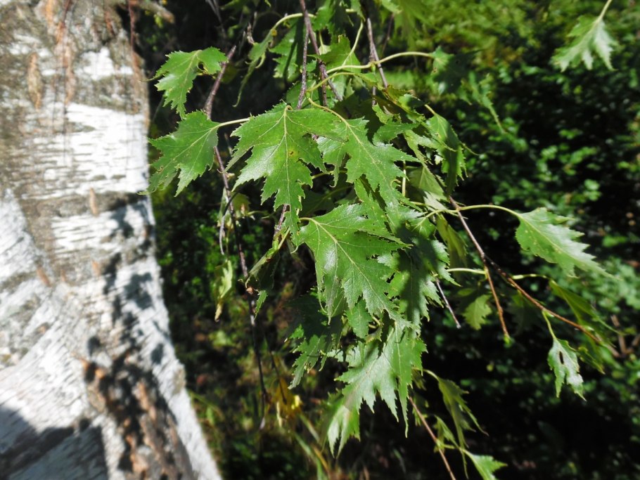 Ulmus glabra «crispa»