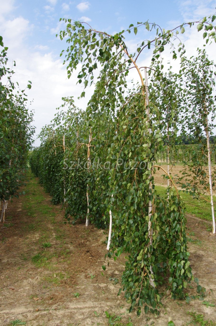 Берёза повислая далекарлийская