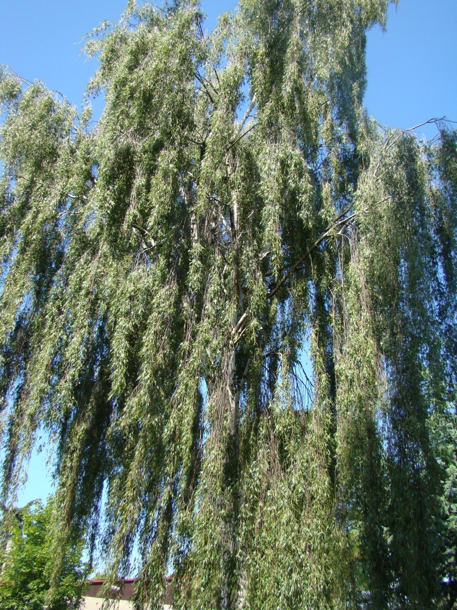 Береза черная Betula nigra