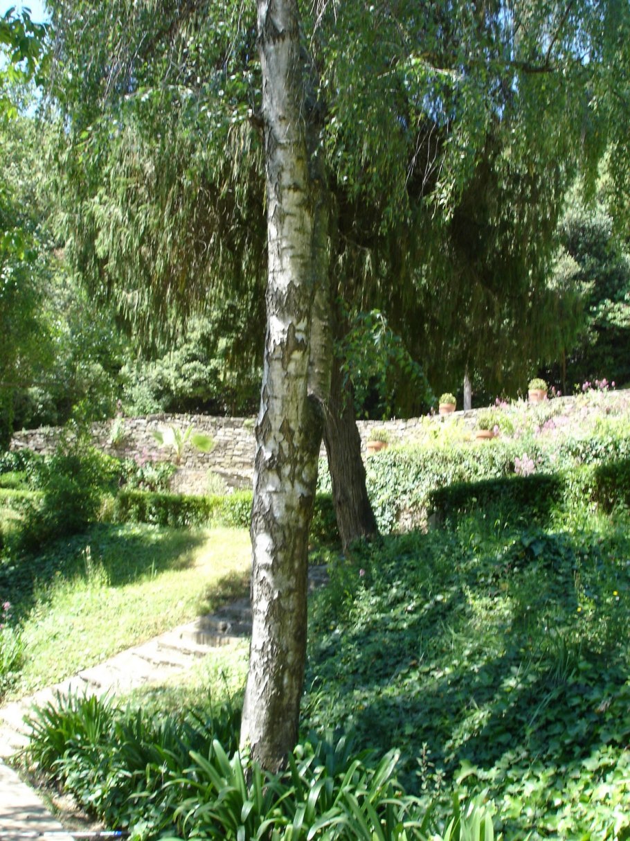 Ива Козья Salix caprea